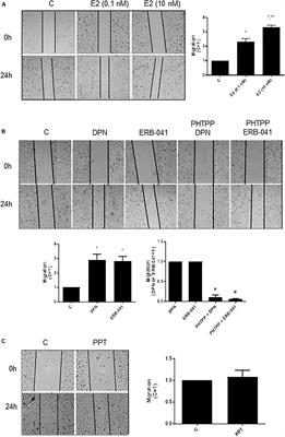 Estrogen Receptors Promote Migration, Invasion and Colony Formation of the Androgen-Independent Prostate Cancer Cells PC-3 Through β-Catenin Pathway